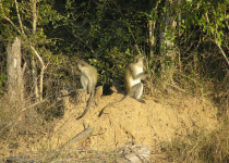 1-Day Maputo National Park Birding and Wildlife Safari with Simba Munyambo