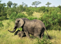 1-Day Maputo National Park Birding and Wildlife Safari with Simba Munyambo