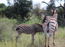 2-Day Maputo National Park Bush, Beach and Birding Safari with Simba Munyambo