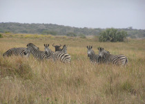 2-Day Maputo National Park Bush, Beach and Birding Safari with Simba Munyambo