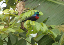 23-Day Uganda Gorillas, Chimpanzees and Rare Birds Safari