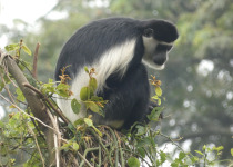 23-Day Uganda Gorillas, Chimpanzees and Rare Birds Safari