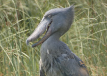 13-Day Uganda Birding, Gorillas, Chimpanzees and Wildlife Safari