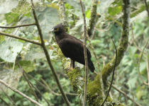 13-Day Uganda Birding, Gorillas, Chimpanzees and Wildlife Safari
