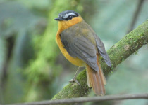 13-Day Uganda Birding, Gorillas, Chimpanzees and Wildlife Safari