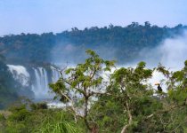Iguazú Falls Birding Tour