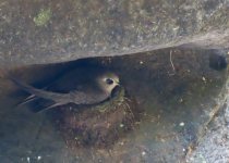 Iguazú Falls Birding Tour