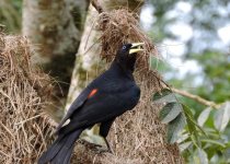 Iguazú Falls Birding Tour