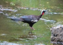 Iguazú Falls Birding Tour