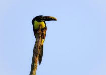 Iguazú Falls Birding Tour