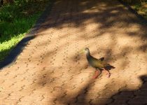 Iguazú Falls Birding Tour
