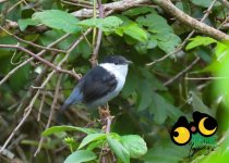 Iguazú Falls Birding Tour