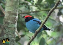Iguazú Falls Birding Tour