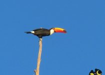 Iguazú Falls Birding Tour
