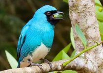 Iguazú Falls Birding Tour