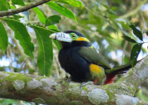 Macuco Trail Birding Tour