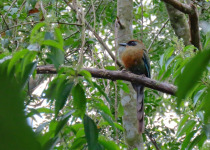 Macuco Trail Birding Tour