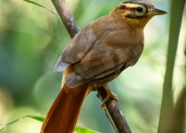 Macuco Trail Birding Tour