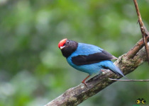 Macuco Trail Birding Tour