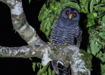 Iguazú Owling and Night Birding Tour