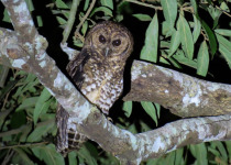 Iguazú Owling and Night Birding Tour