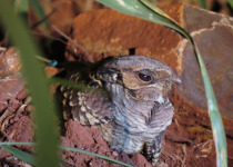 Iguazú Owling and Night Birding Tour