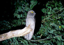 Iguazú Owling and Night Birding Tour
