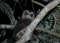 Iguazú Owling and Night Birding Tour