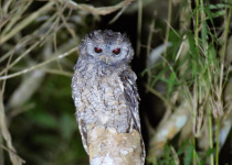 Iguazú Owling and Night Birding Tour