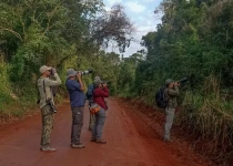 Route 101 Atlantic Forest Birding Tour