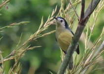 Route 101 Atlantic Forest Birding Tour