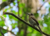 Route 101 Atlantic Forest Birding Tour