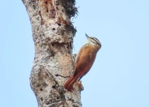 Route 101 Atlantic Forest Birding Tour