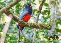 Route 101 Atlantic Forest Birding Tour