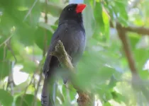 North Misiones Atlantic Forest Birding Tour