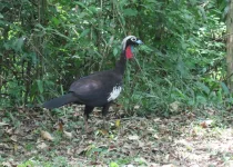 North Misiones Atlantic Forest Birding Tour