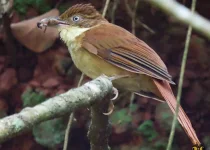 North Misiones Atlantic Forest Birding Tour