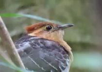 North Misiones Atlantic Forest Birding Tour