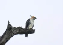 North Misiones Atlantic Forest Birding Tour