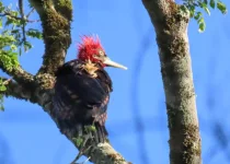 North Misiones Atlantic Forest Birding Tour