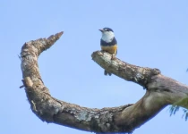 Urugua-í Provincial Park Birding Tour