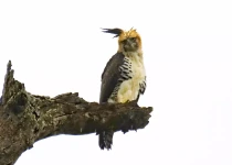 Urugua-í Provincial Park Birding Tour
