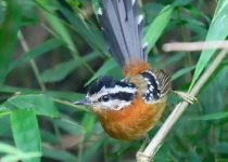 Urugua-í Provincial Park Birding Tour