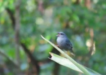 Urugua-í Provincial Park Birding Tour