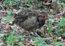 Urugua-í Provincial Park Birding Tour