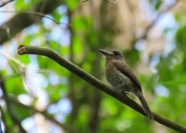 Urugua-í Provincial Park Birding Tour