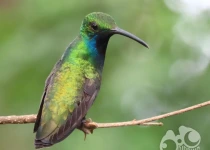 Iguazú Hummingbird Garden Birding Visit