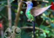 Iguazú Hummingbird Garden Birding Visit