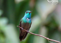 Iguazú Hummingbird Garden Birding Visit