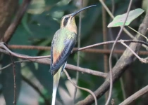 Iguazú Hummingbird Garden Birding Visit